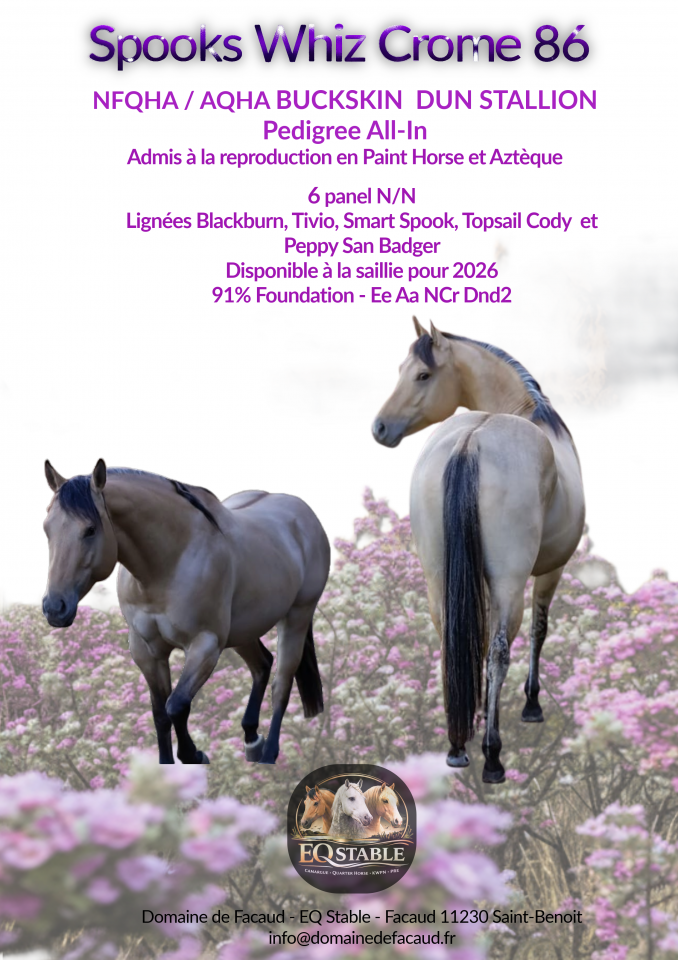 Etalon Quarter Horse Buckskin Dun