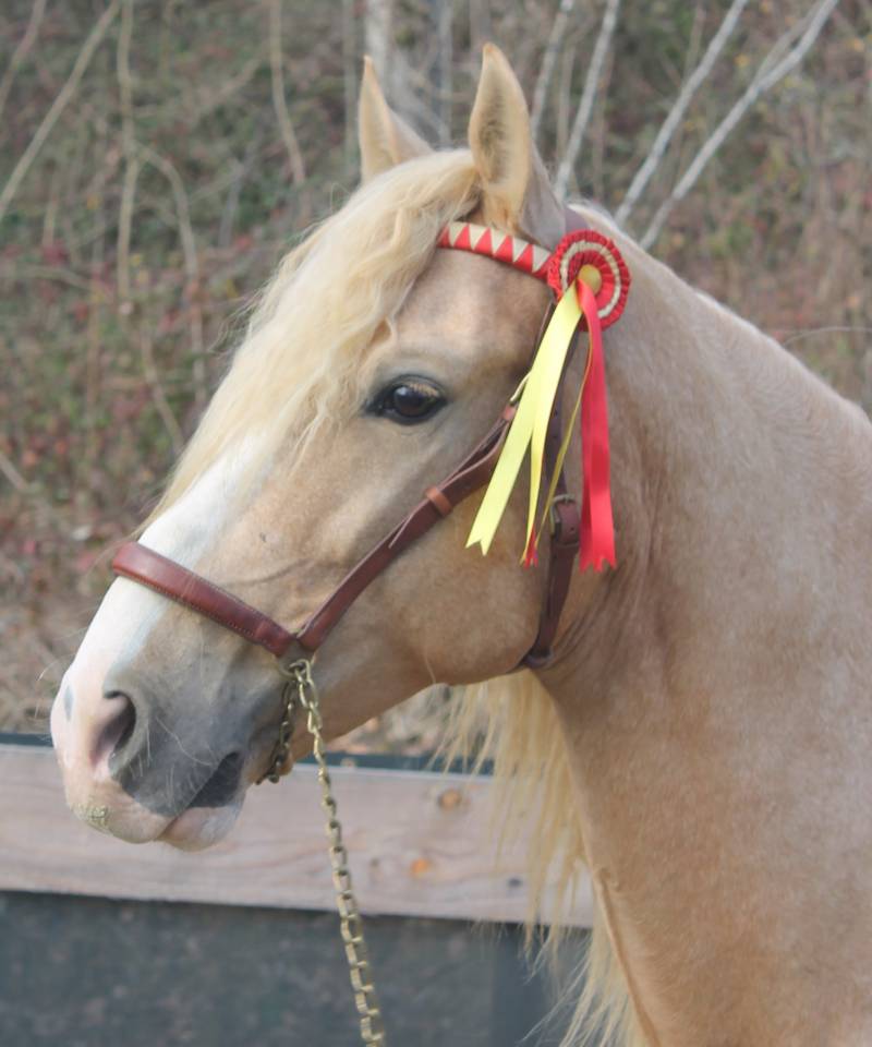 Etalon PRE Apto Palomino &agrave; la Saillie