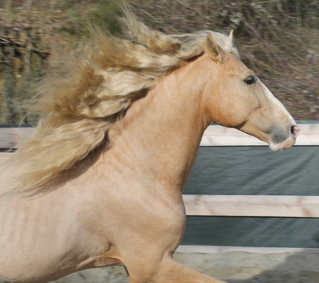 Etalon PRE Apto Palomino &agrave; la Saillie