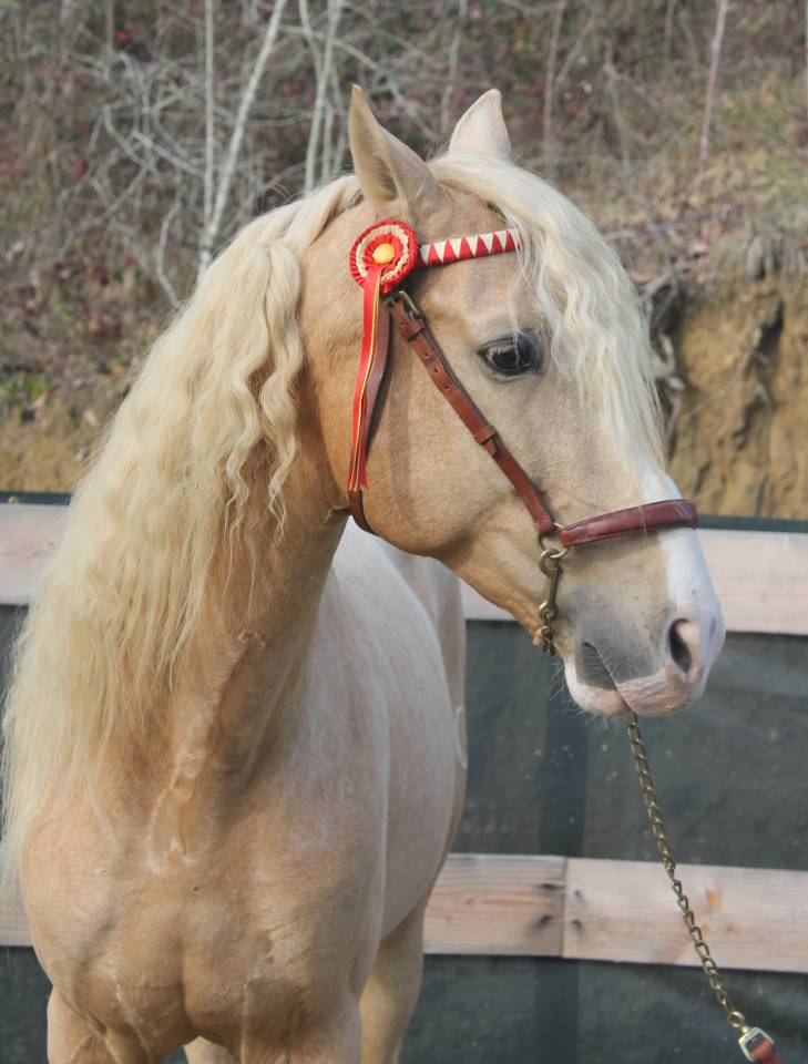 Etalon PRE Apto Palomino &agrave; la Saillie