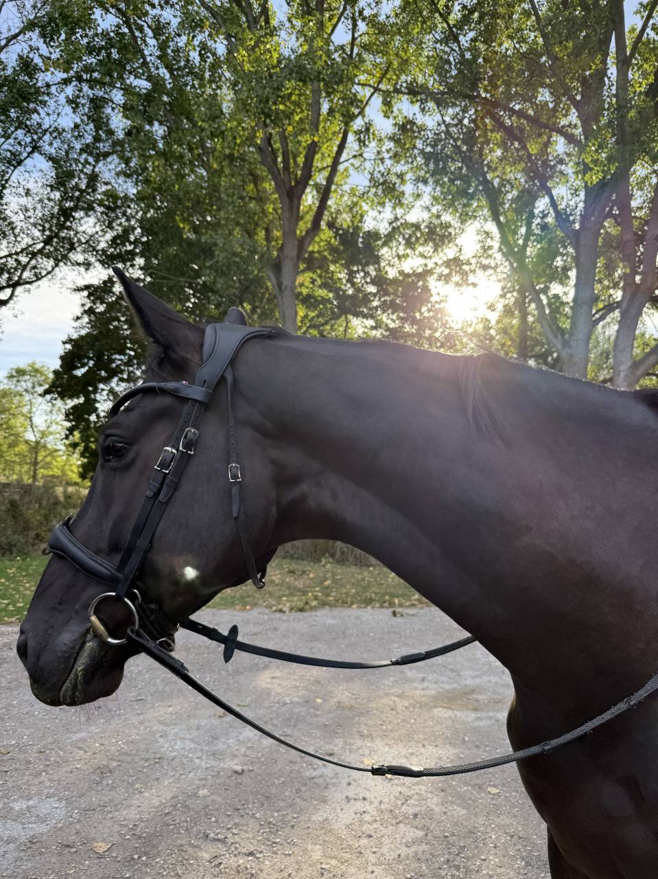 Cheval dressage top origine