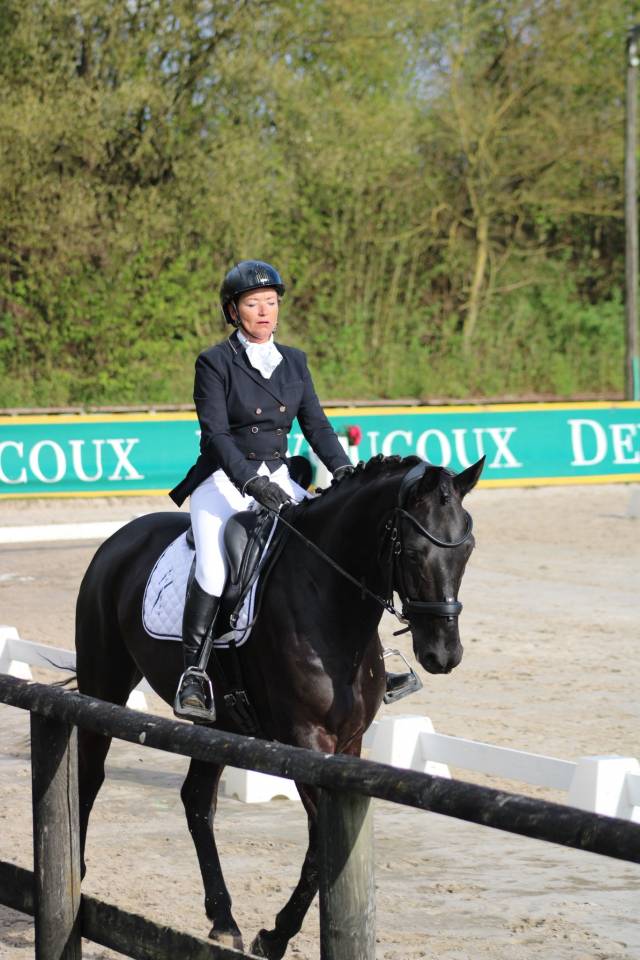 Cheval dressage top origine