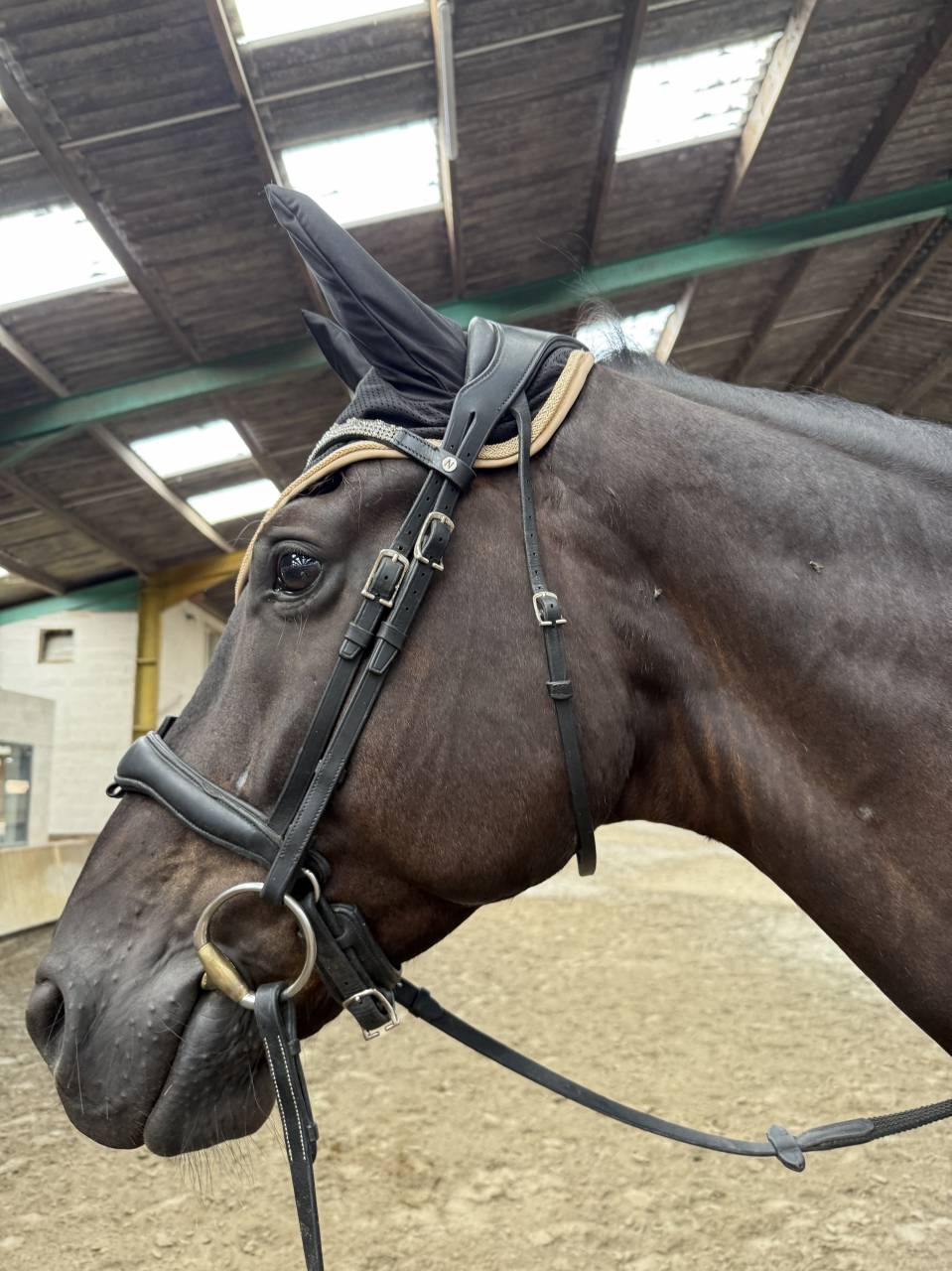 Cheval dressage top origine