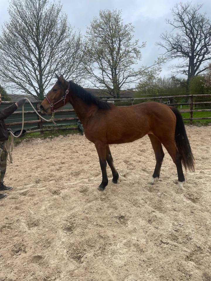 CHEERLEADER DU GAZON 