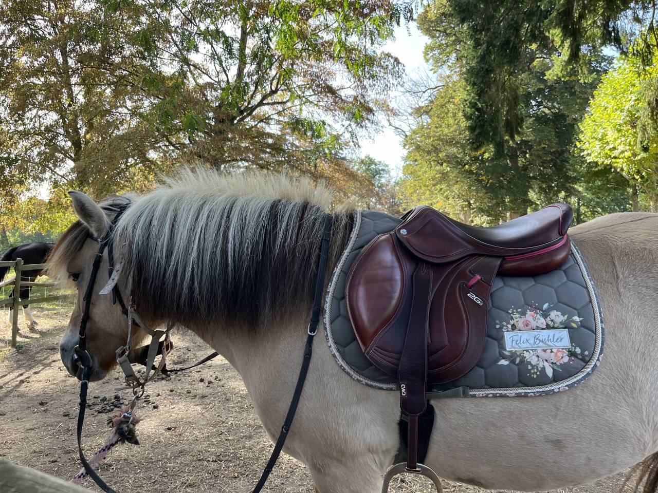 DP ou TP avec une jument Fjord pour loisir proche Lyon