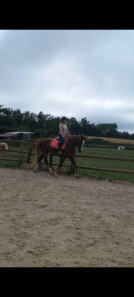 DP ou TP Selle Fran&ccedil;ais 1,68 dans &eacute;curie familiale