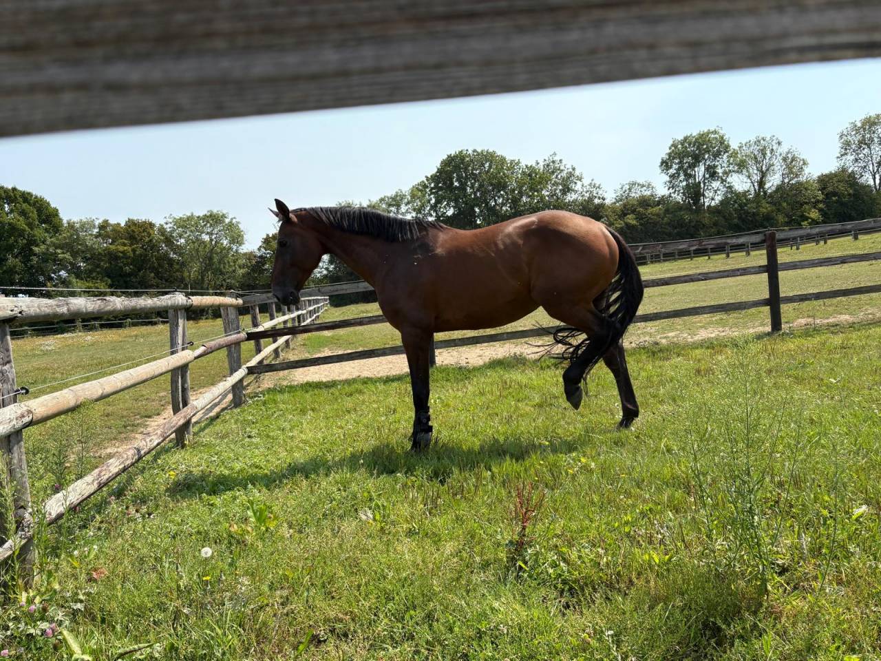 Vente cheval petit prix 