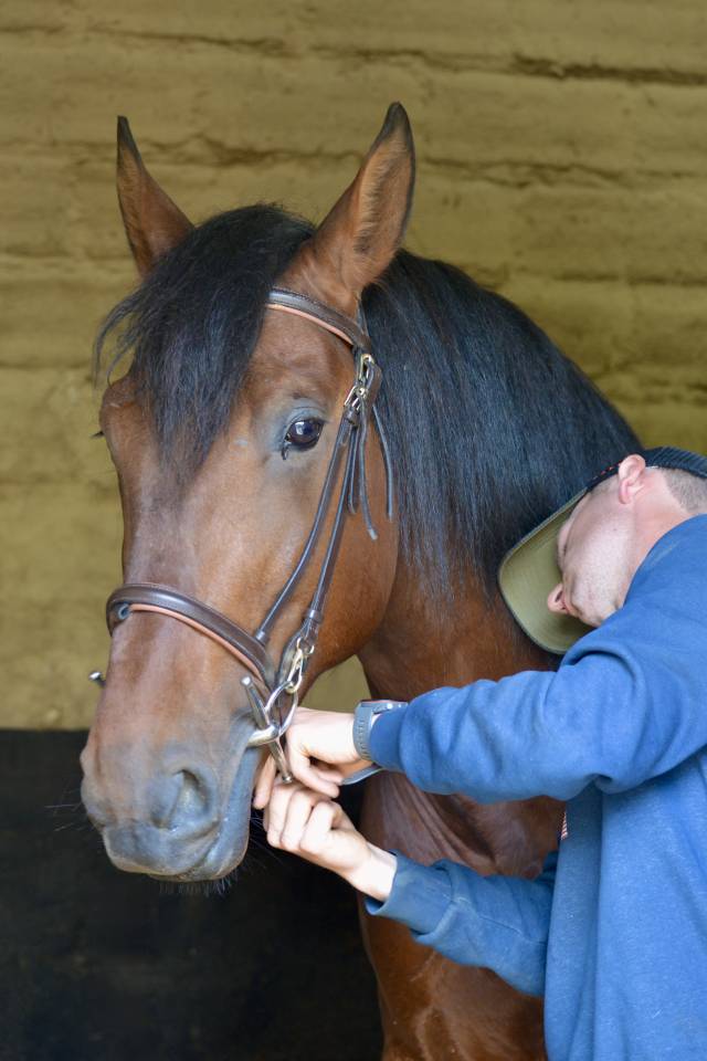 Hongre PR&Eacute; 4 ans debourr&eacute; 