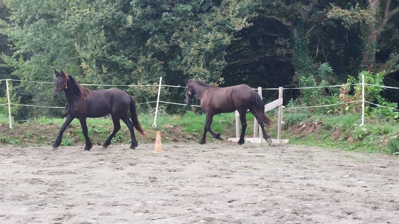 Poulain frison PP par Maurus 441 X Rindert 406
