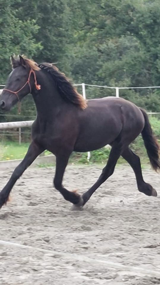Poulain frison PP par Maurus 441 X Rindert 406