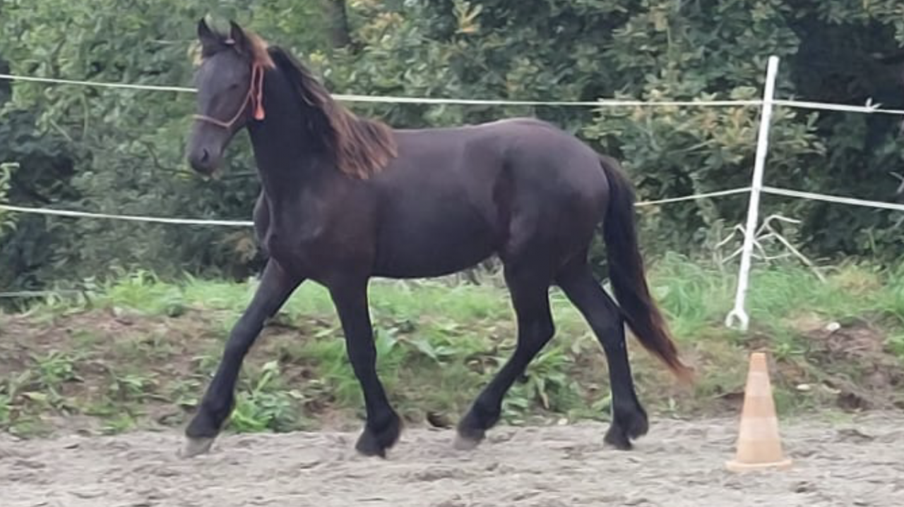 Poulain frison PP par Maurus 441 X Rindert 406
