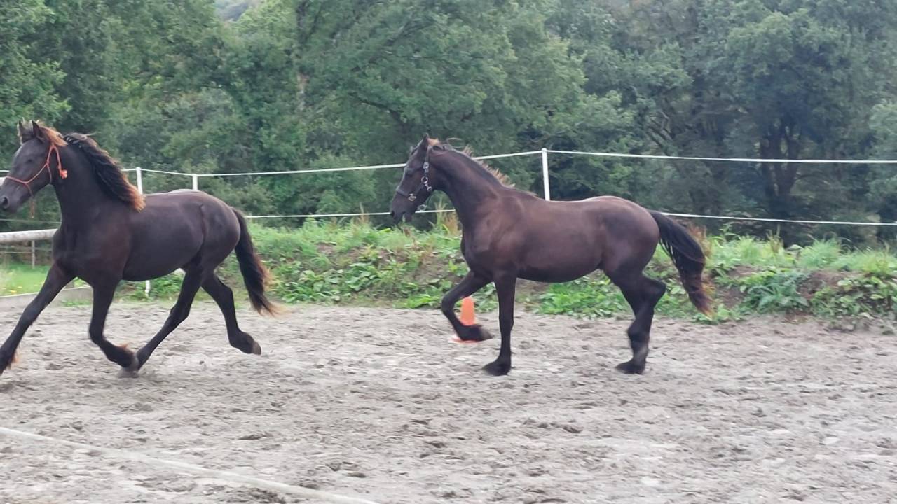 Poulain frison PP par Maurus 441 X Rindert 406
