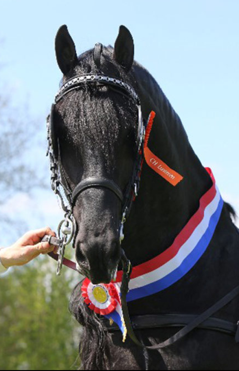 Poulain frison PP par Maurus 441 X Rindert 406
