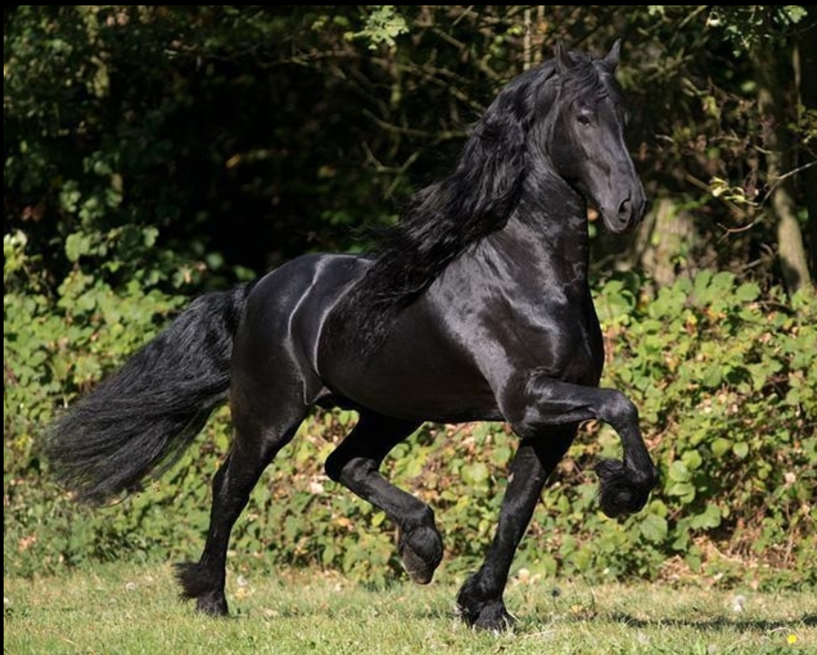 Poulain frison PP par Maurus 441 X Rindert 406