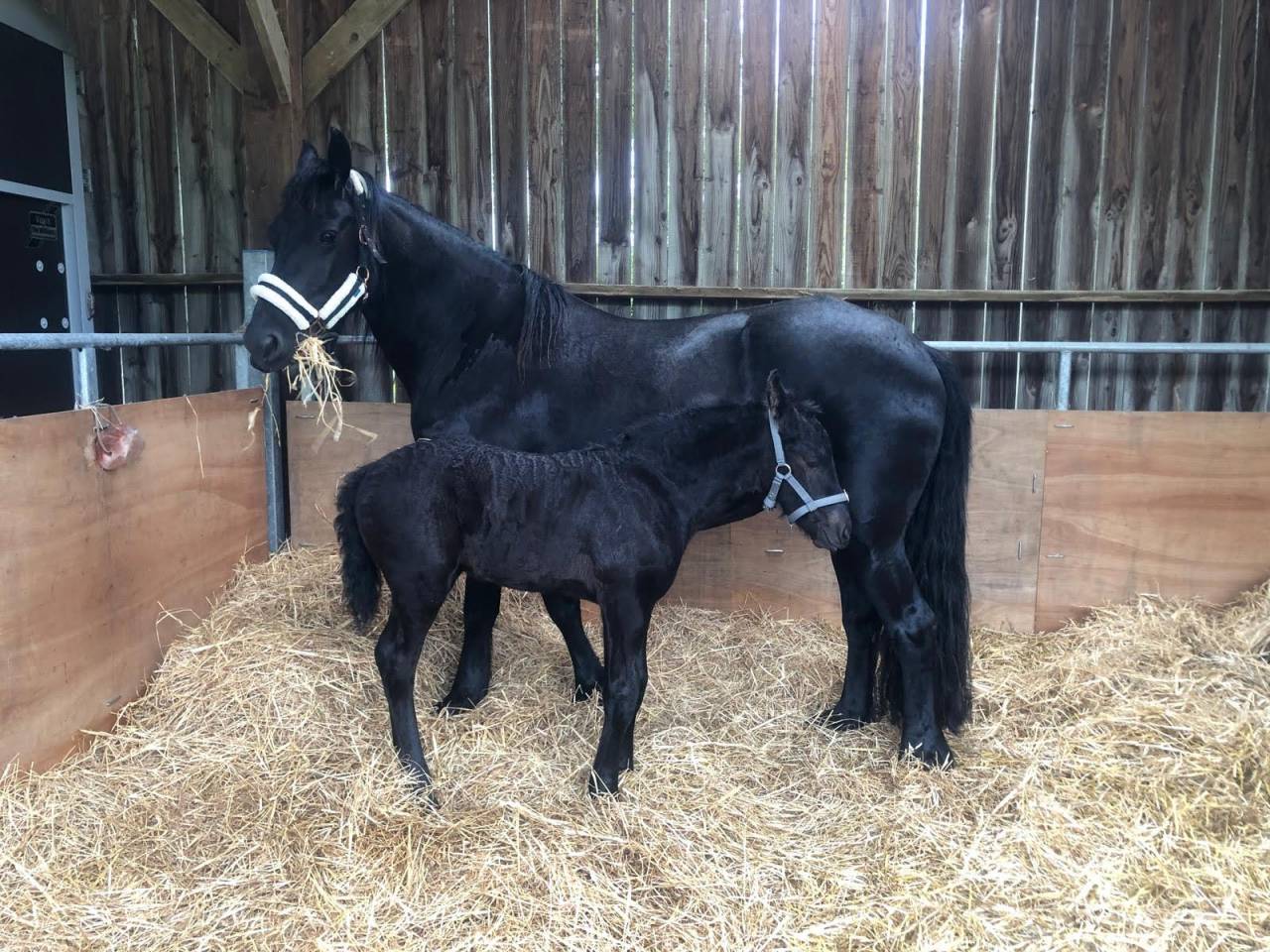 Poulain frison PP par Maurus 441 X Rindert 406