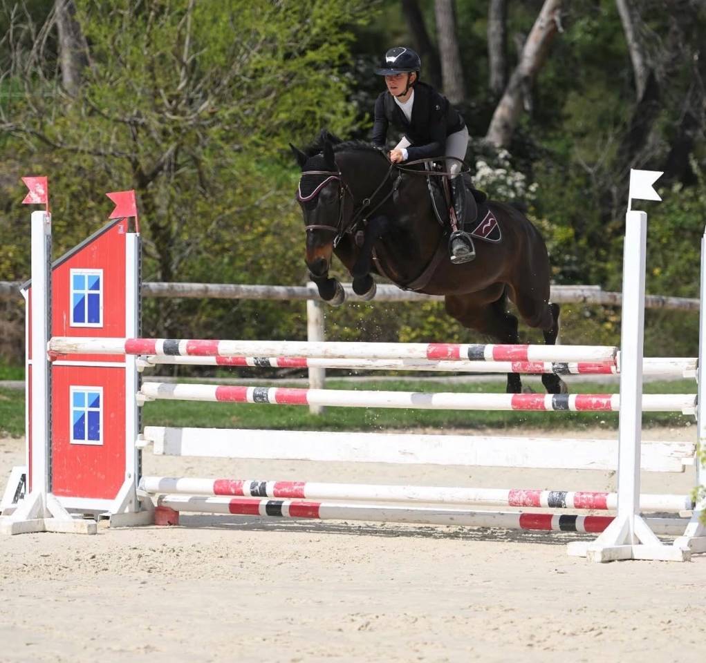 Hongre 6 ans gentil, respect, moyens