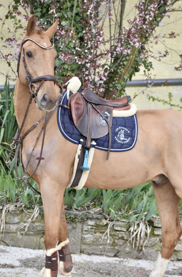 SUPERBE HONGRE MA&Icirc;TRE D &Eacute;COLE 