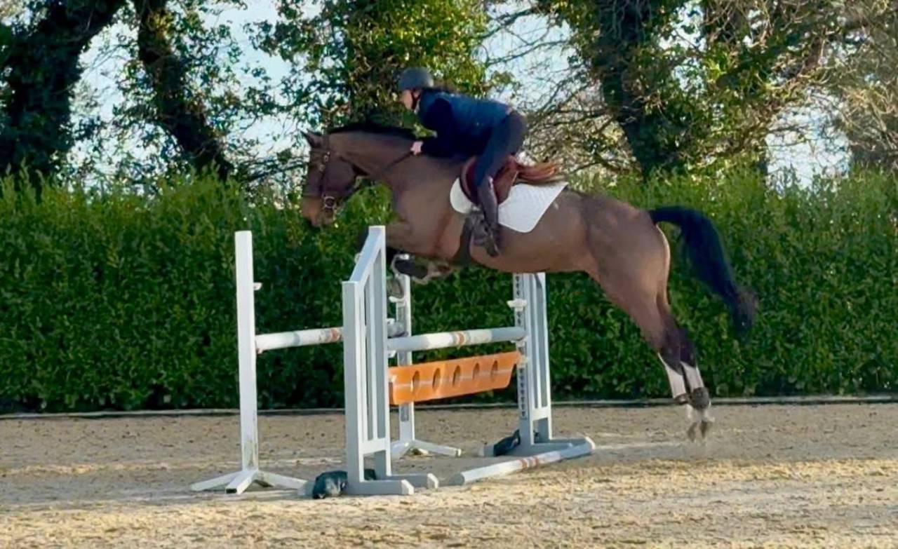 Super jument de 6 ans 