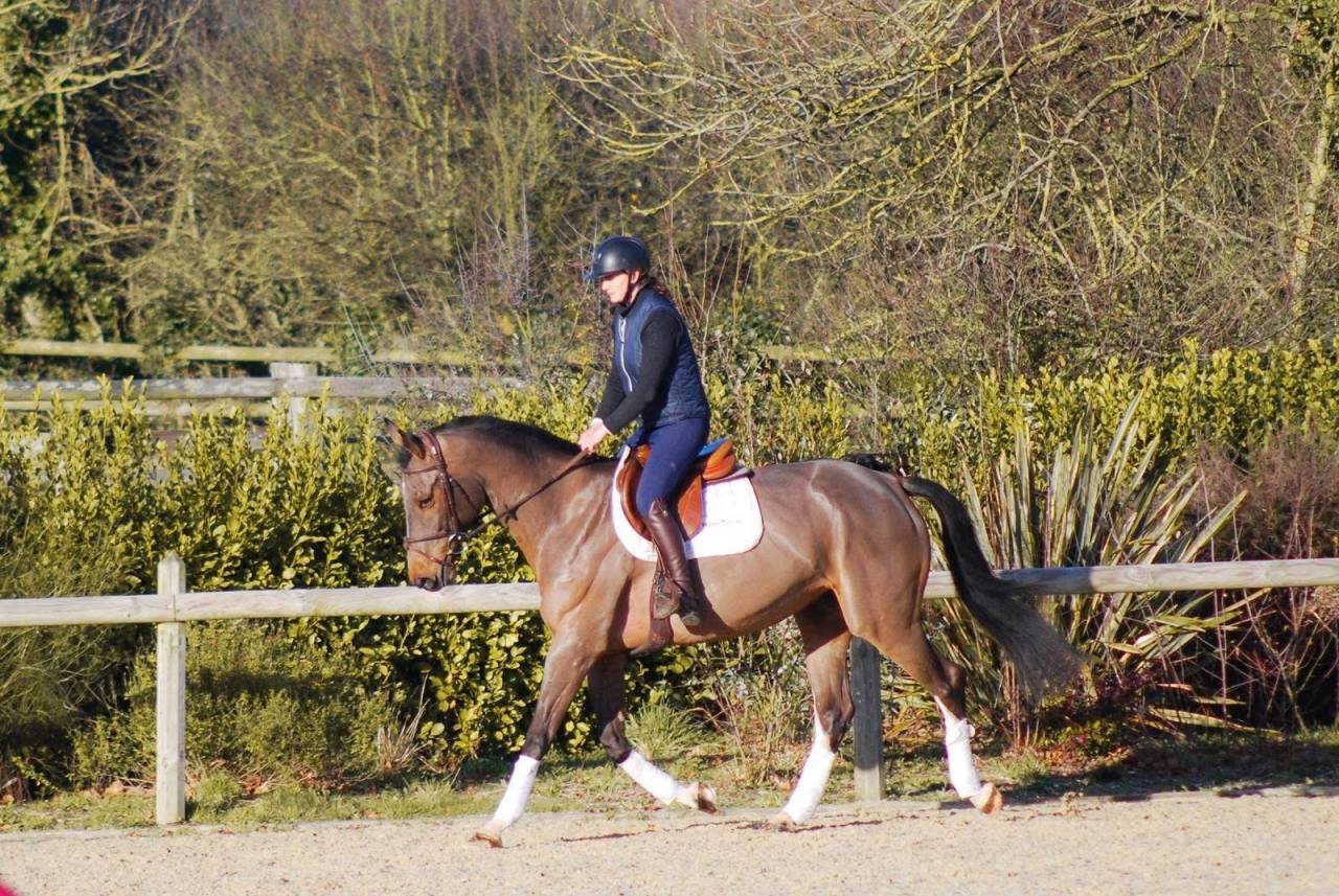 Super jument de 6 ans 