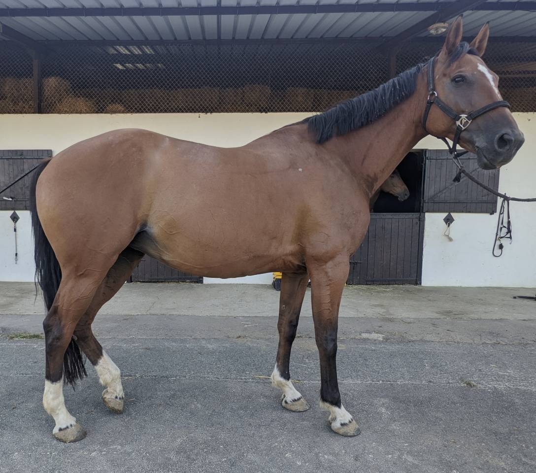 Poulini&egrave;re SF top lign&eacute;e