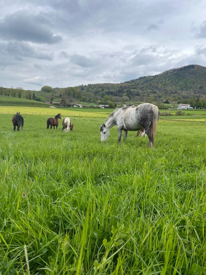 Pension &eacute;curie des grands pr&eacute;s Draillant 