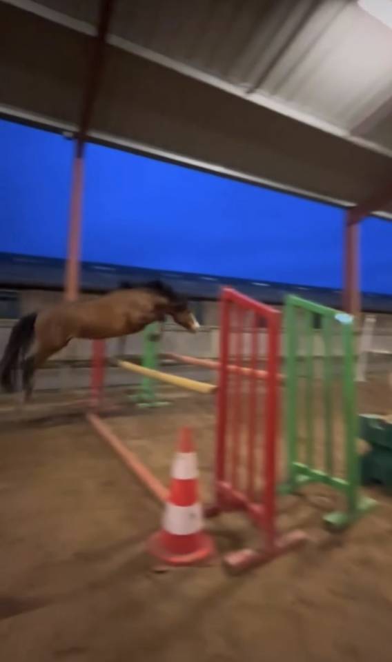 Poney &agrave; vendre 