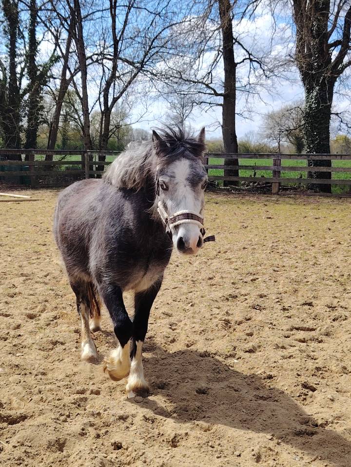 Welsh mountain pony 