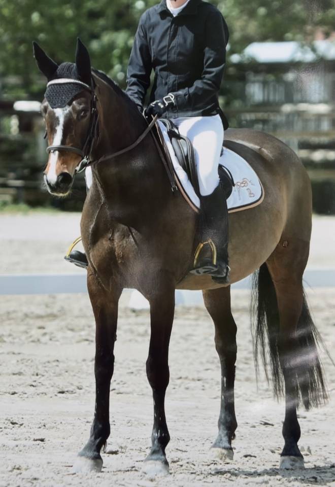 Demi-pension jument chic et attachante (Dr&ocirc;me)