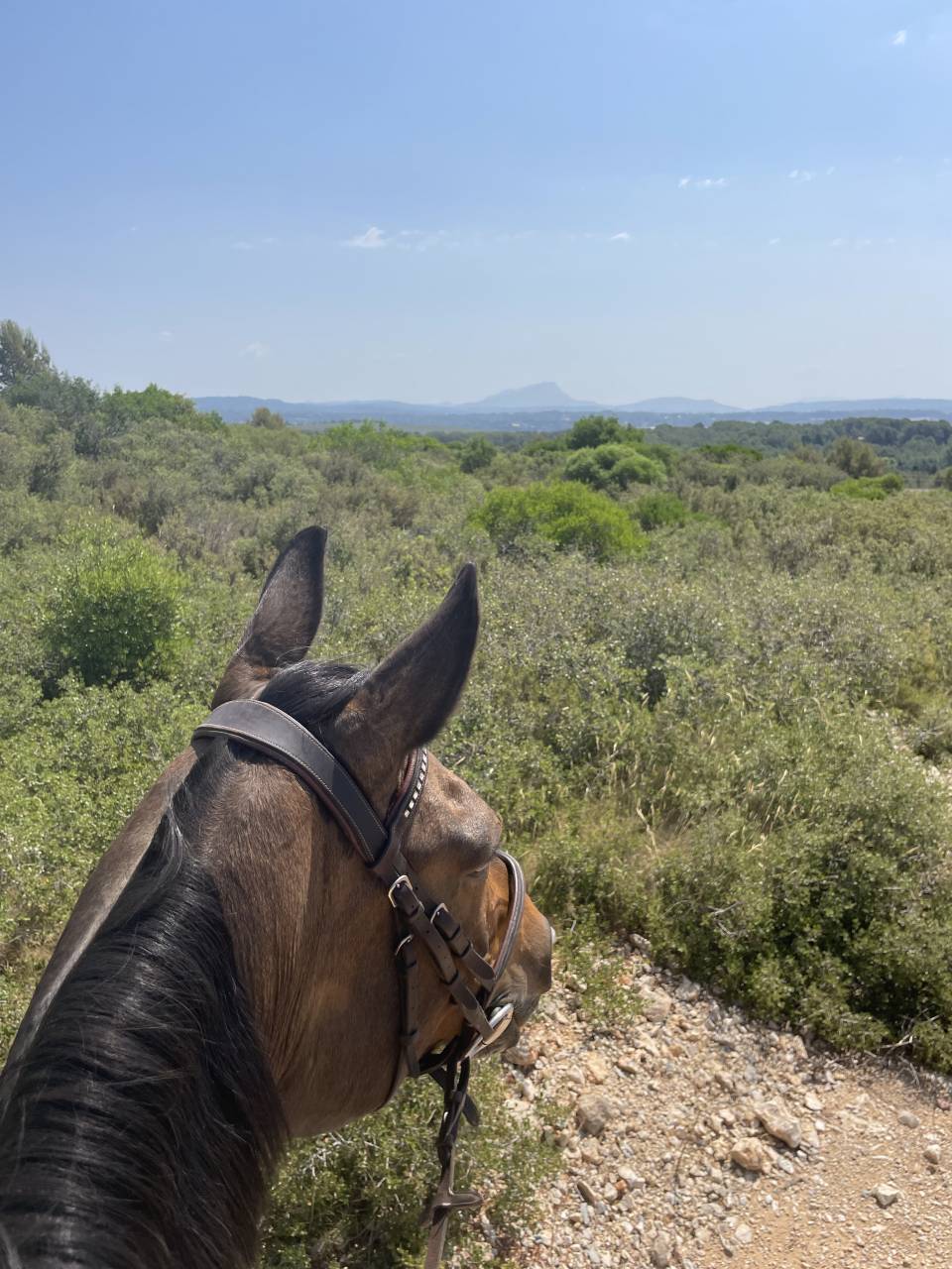 Demi-pension jument chic et attachante (Dr&ocirc;me)