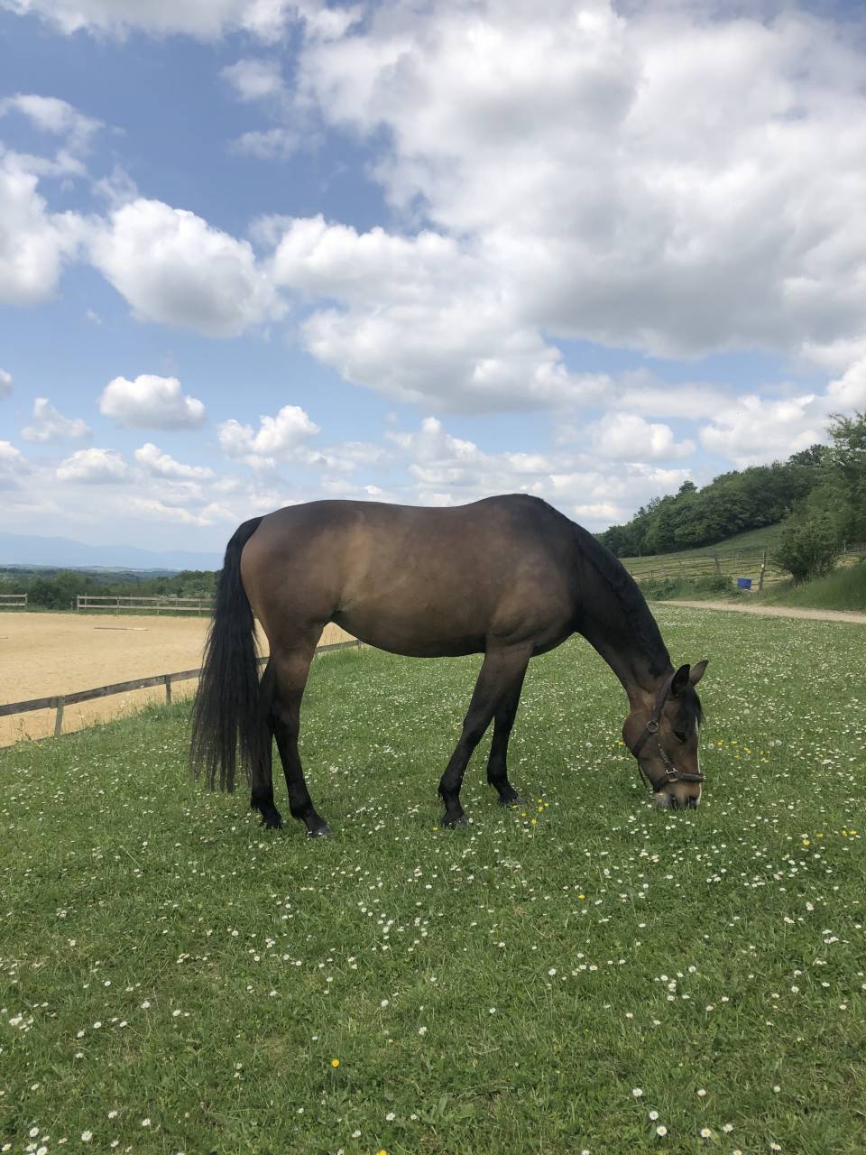 Demi-pension jument chic et attachante (Dr&ocirc;me)