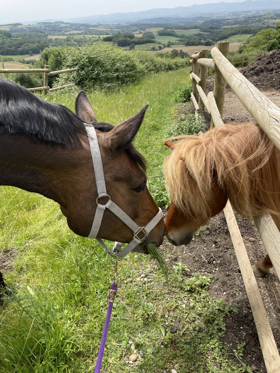 Demi-pension jument chic et attachante (Dr&ocirc;me)