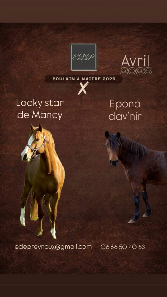 Poney fran&ccedil;ais selle 