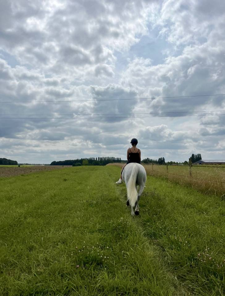 Cheval &agrave; vendre ou &agrave; louer 