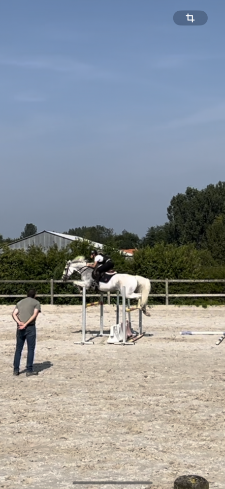 Cheval &agrave; vendre ou &agrave; louer 