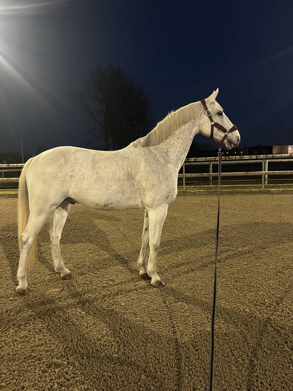 Cheval &agrave; vendre ou &agrave; louer 