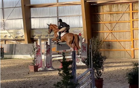 Jument SF pour loisir ou repro