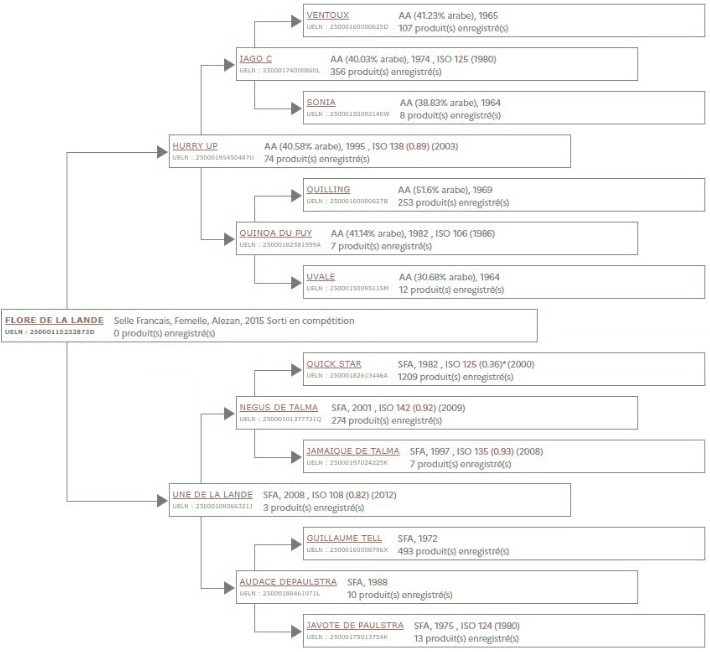 Jument SF pour loisir ou repro