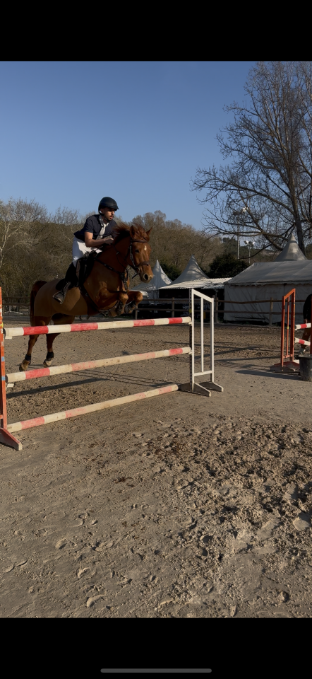 Poney de sport