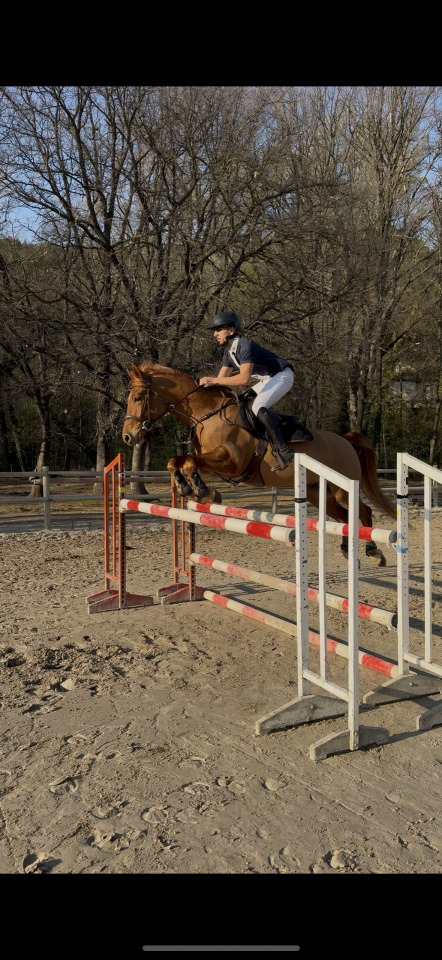 Poney de sport