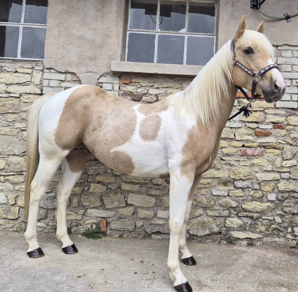 Nash top bonanza - Paint horse