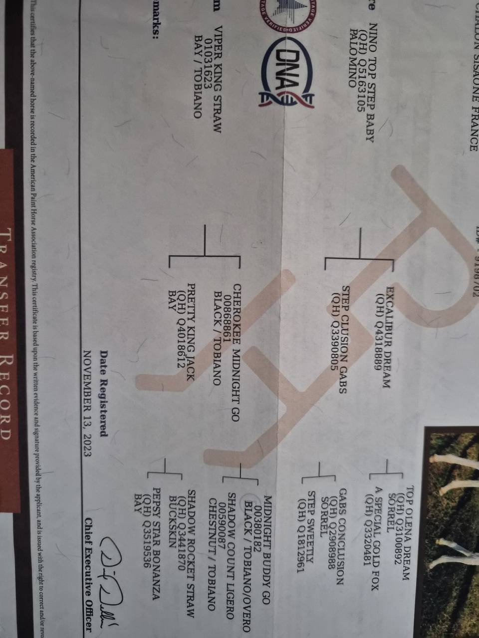 Nash top bonanza - Paint horse