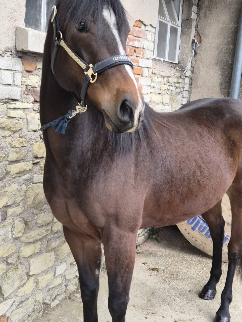 Mistral lucky - Paint horse