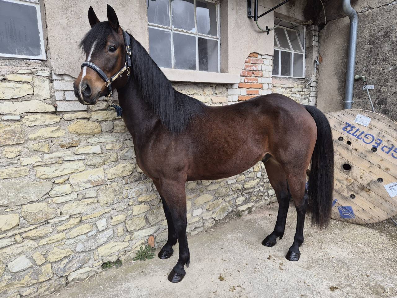 Mistral lucky - Paint horse