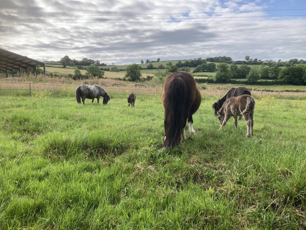 Poulains chevaux & poneys Shetland &ndash; d&eacute;part accompagn&eacute;