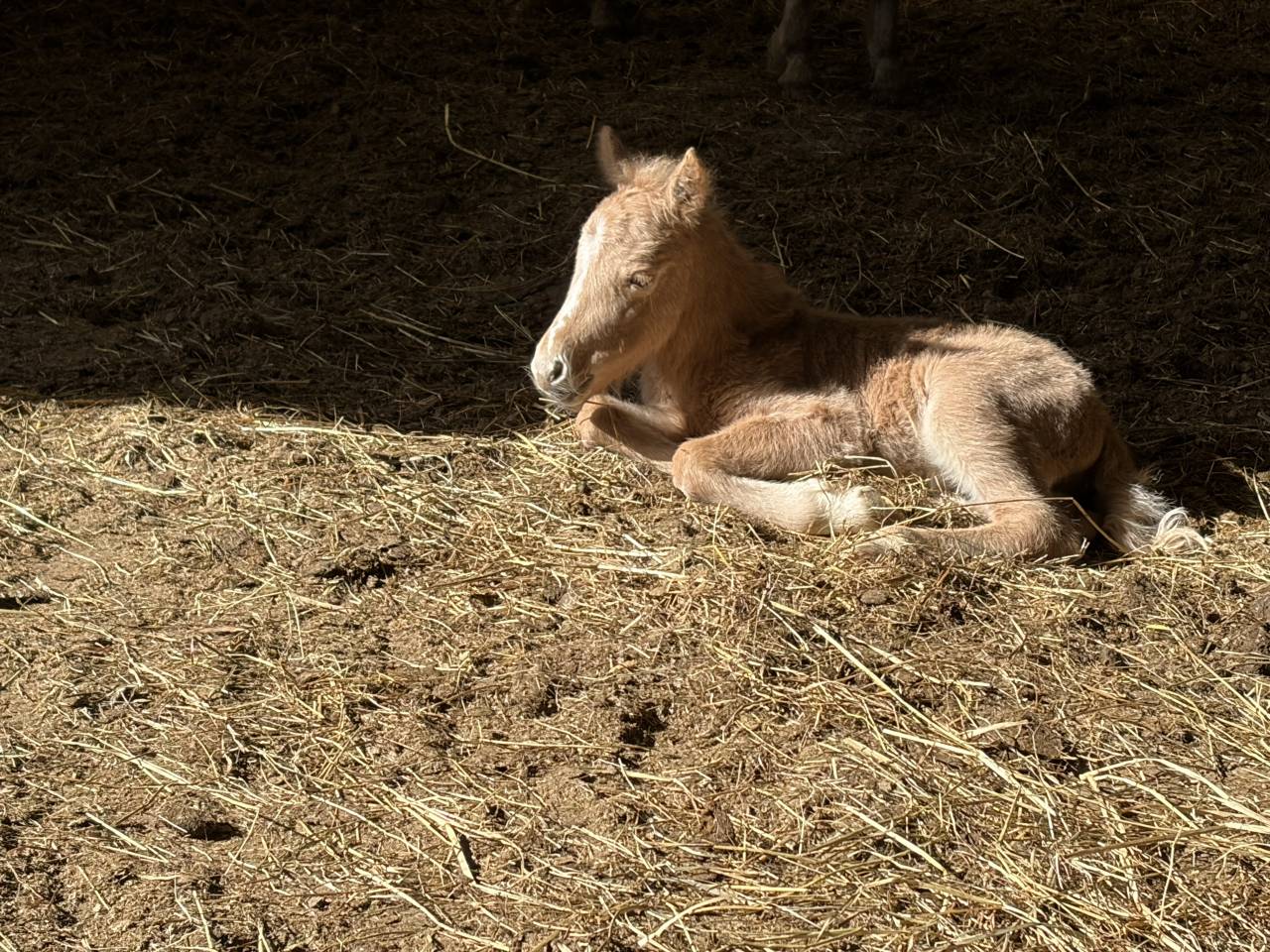 Qahwa &ndash; un poulain qui ne passe pas inaper&ccedil;u