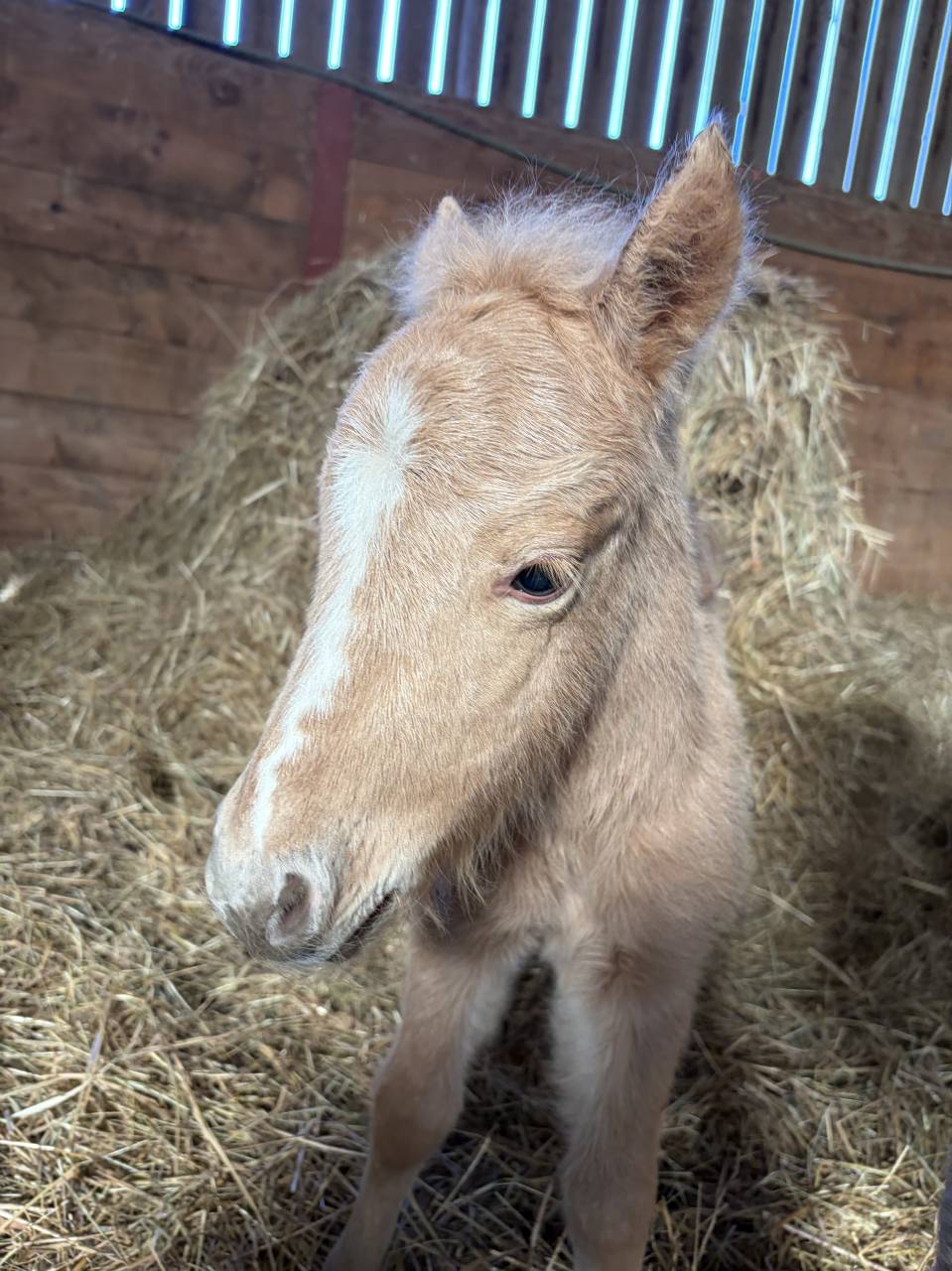 Qahwa &ndash; un poulain qui ne passe pas inaper&ccedil;u