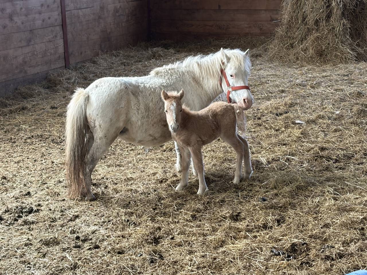 Qahwa &ndash; un poulain qui ne passe pas inaper&ccedil;u