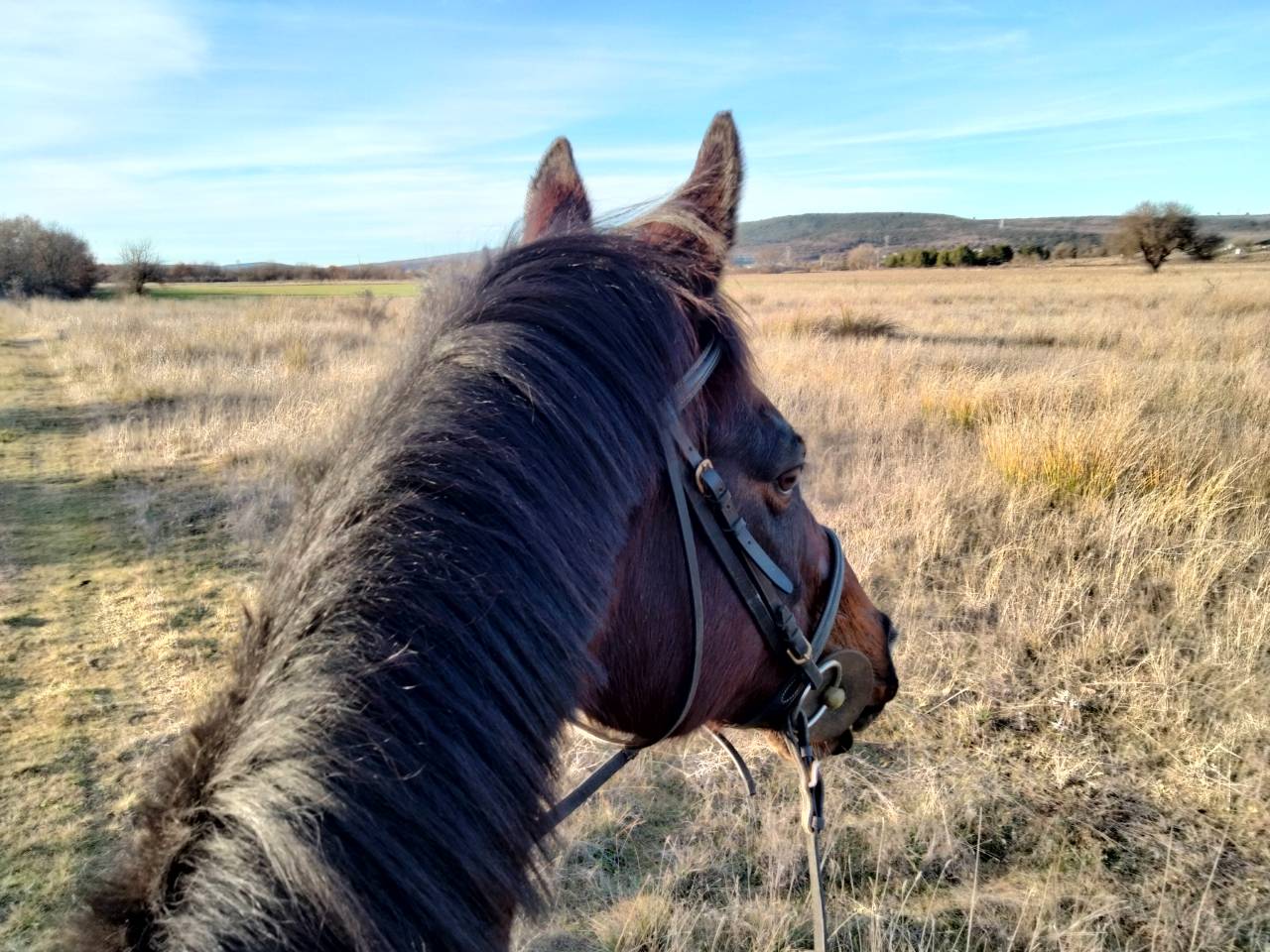 Parfait cheval de loisirs