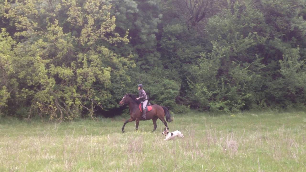 Parfait cheval de loisirs