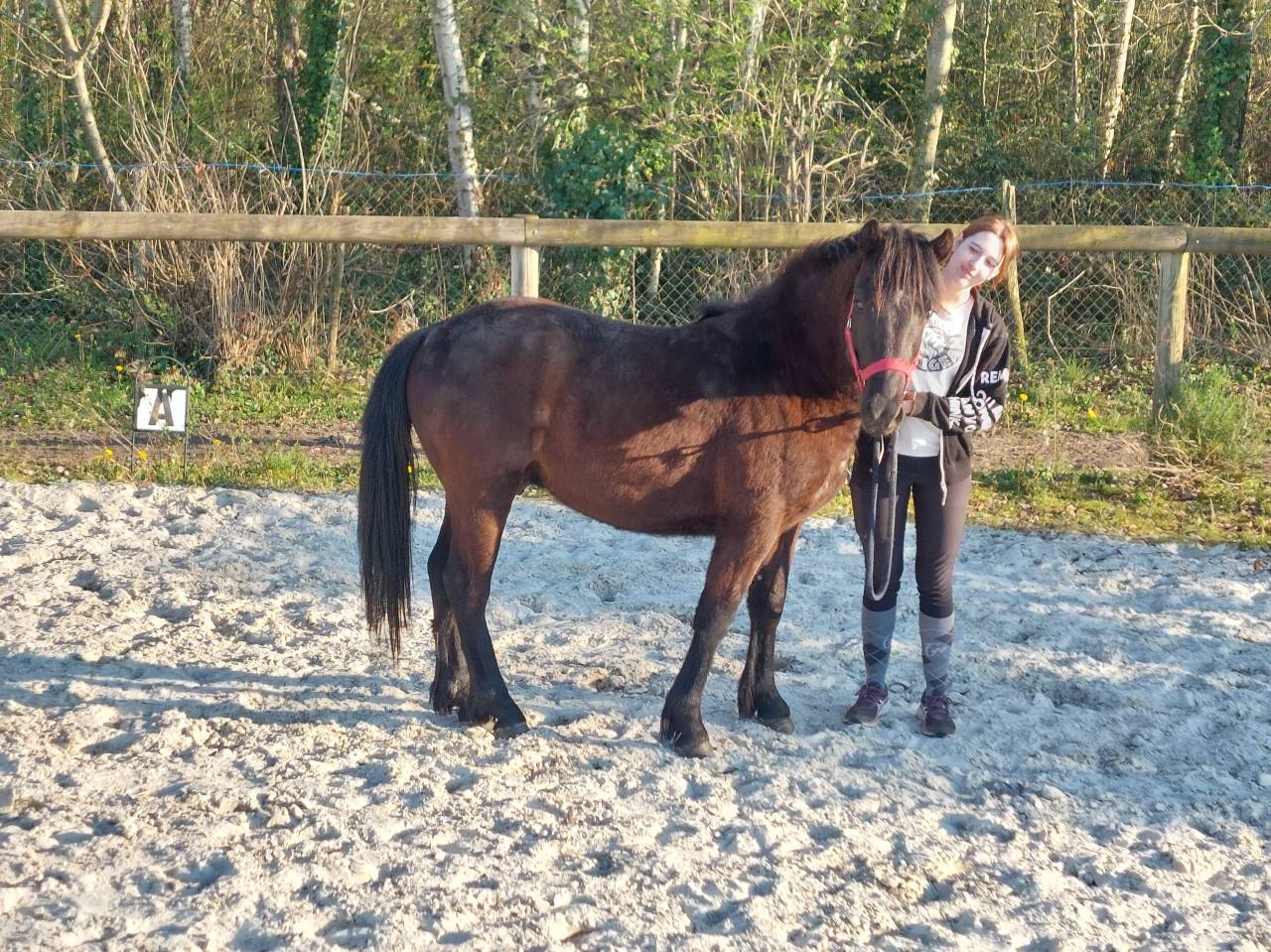 Poney Pottok livretA taille C